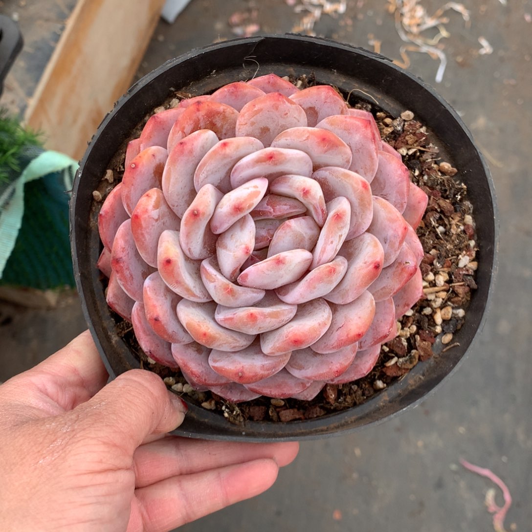 橙梦露多肉植物！！！！！！