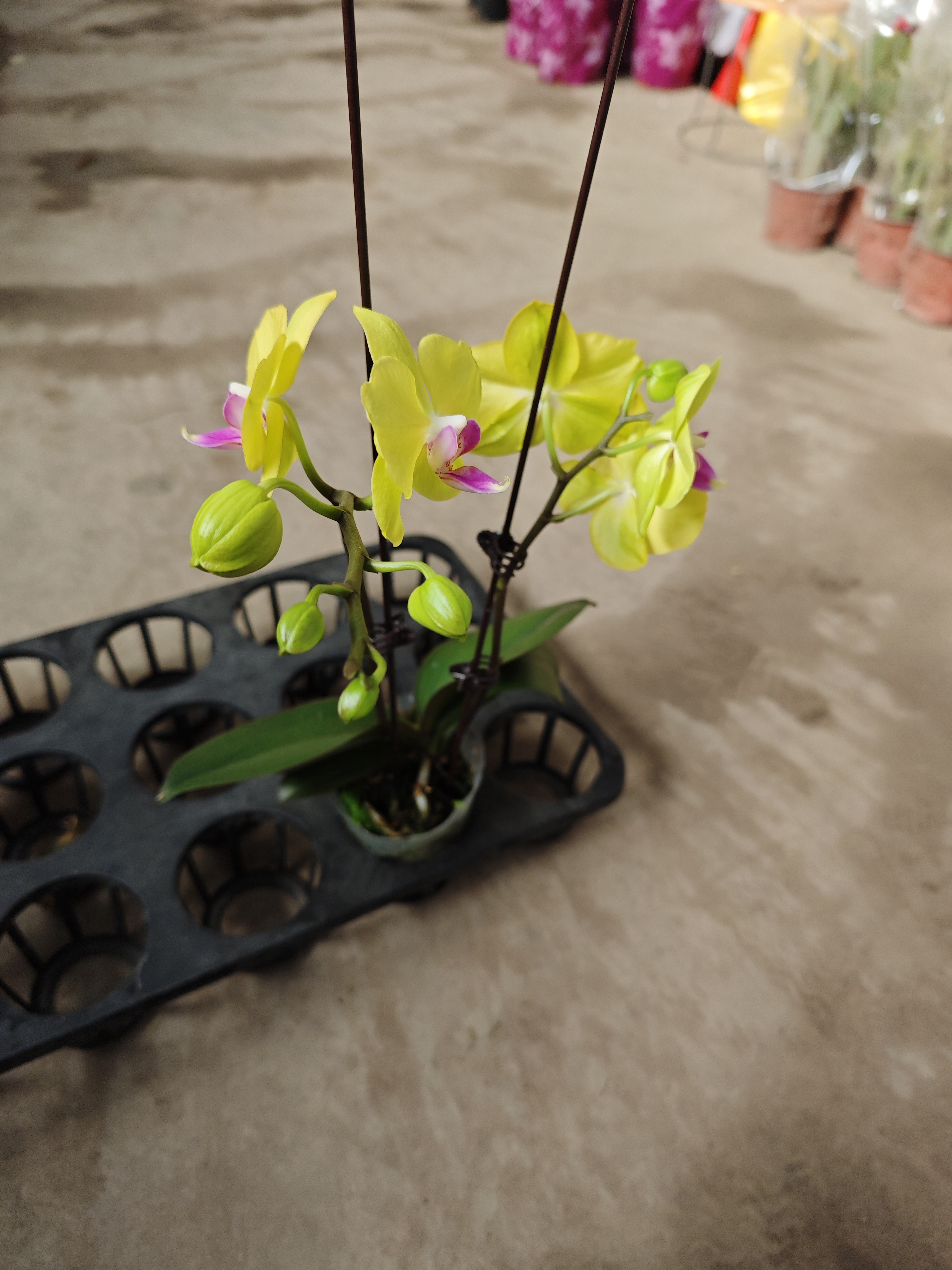 甜格格蝴蝶兰，甜润花姿，抖音热销中