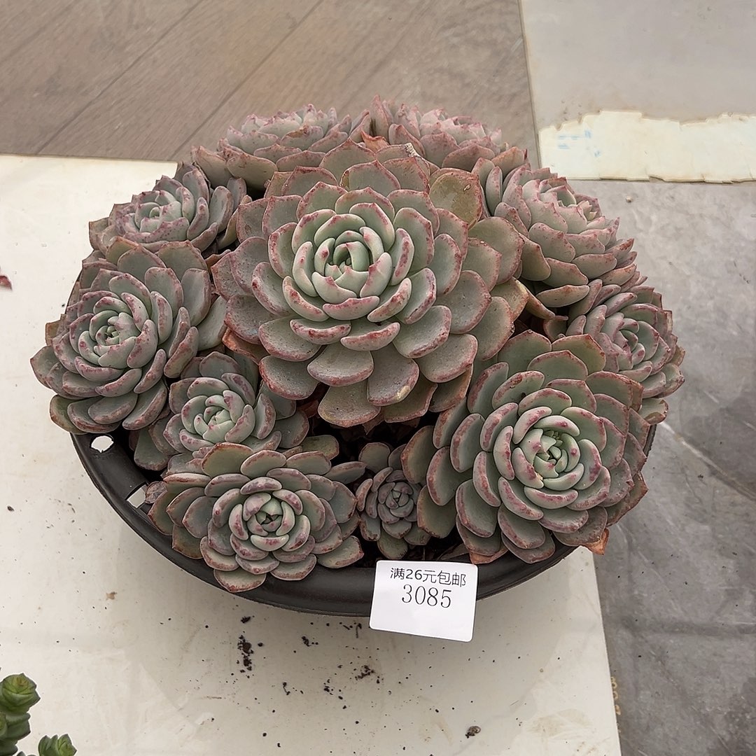 秋***莲3085千山雪多肉植物多肉