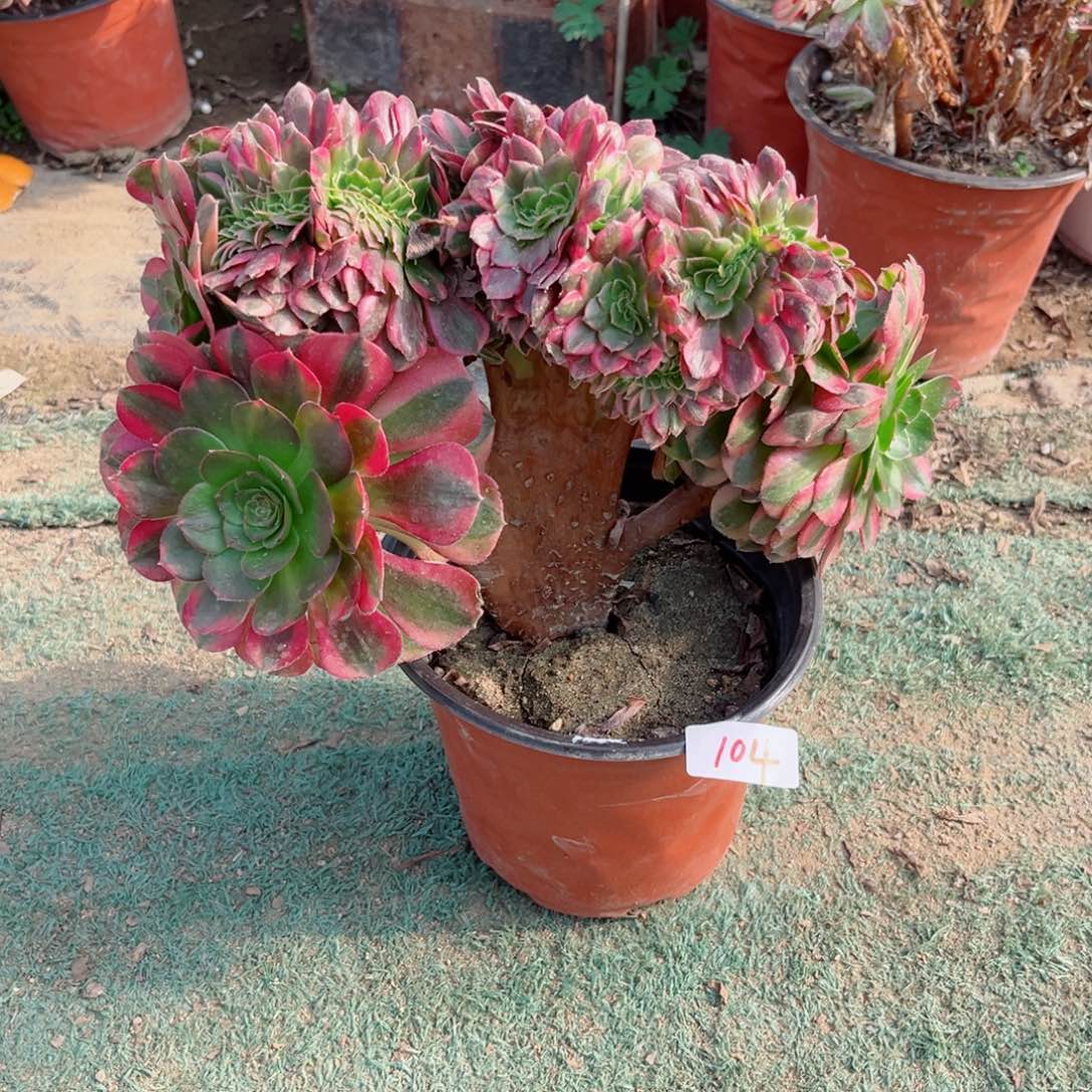 104雨荷缀化多肉植物