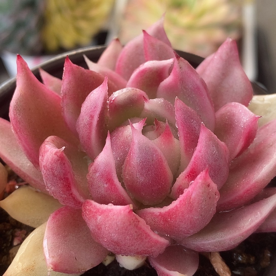 653玫瑰哈哈哈哈哈哈哈