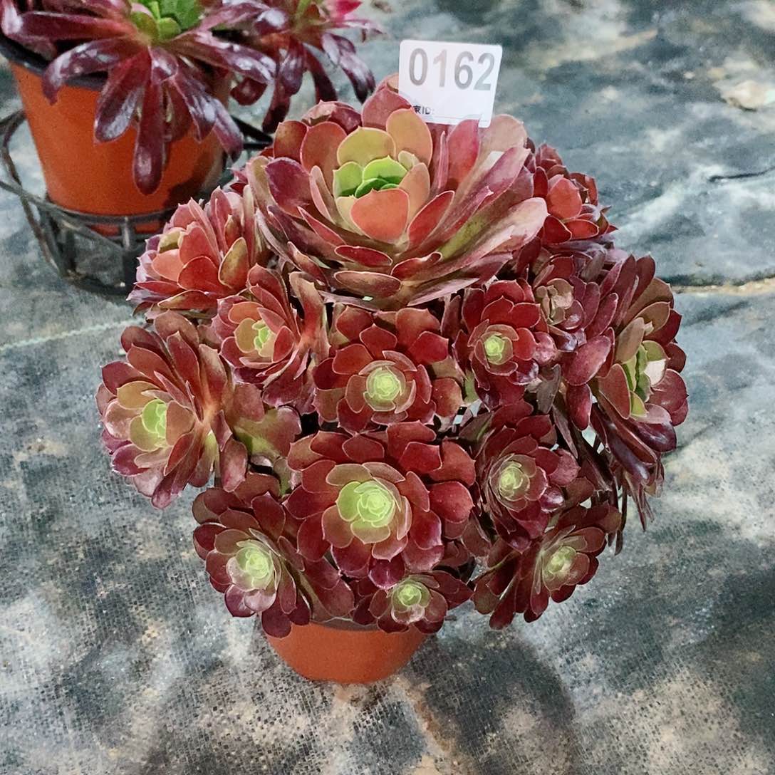 荷兰玫瑰162多肉1111