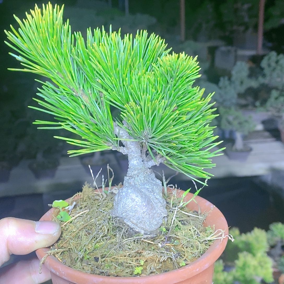 【闪购商品】无花朵