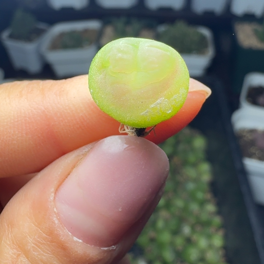 1172拉拉尺寸1.2左右