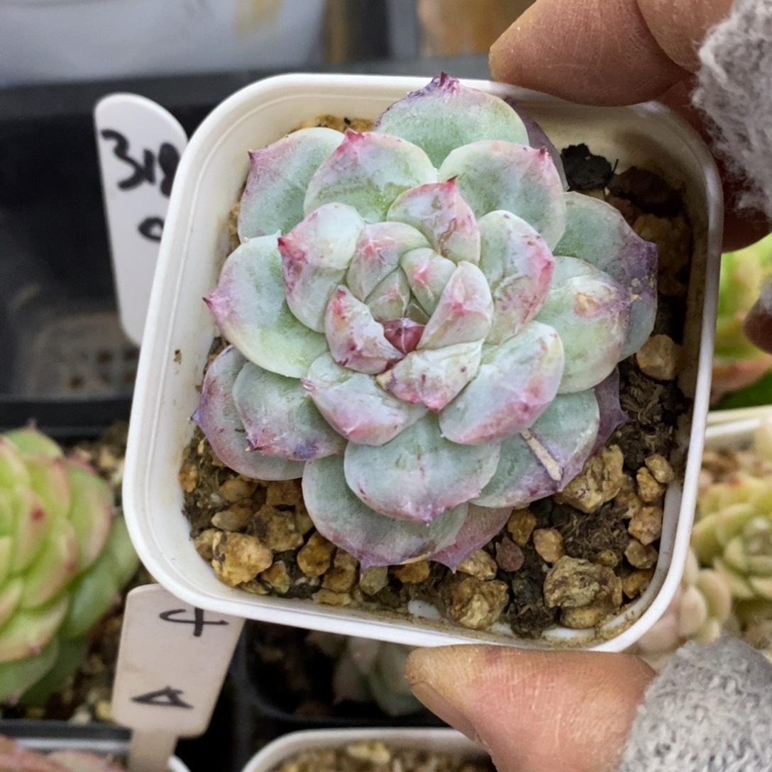 精品多肉一物一拍不包整109