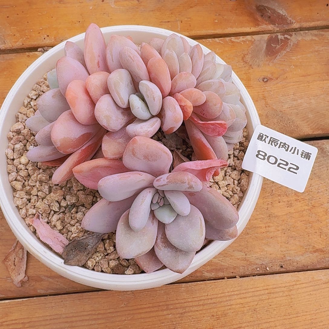 多肉植物粉兔缀8022