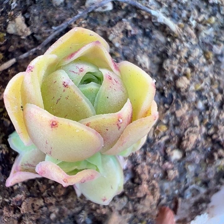 花生 不染x清欢x若初x各种 804