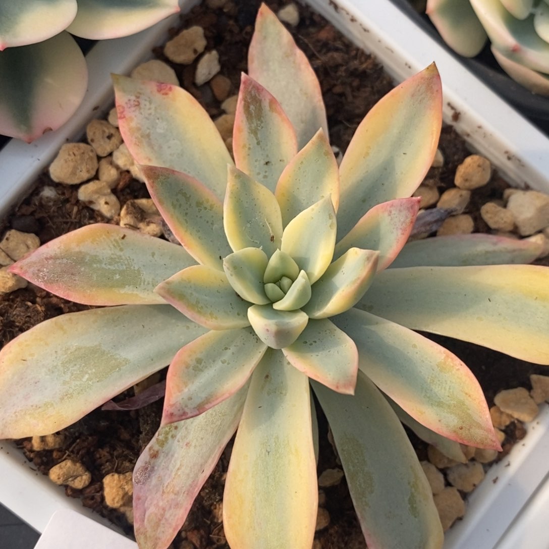 577黄金太阳锦单头带根