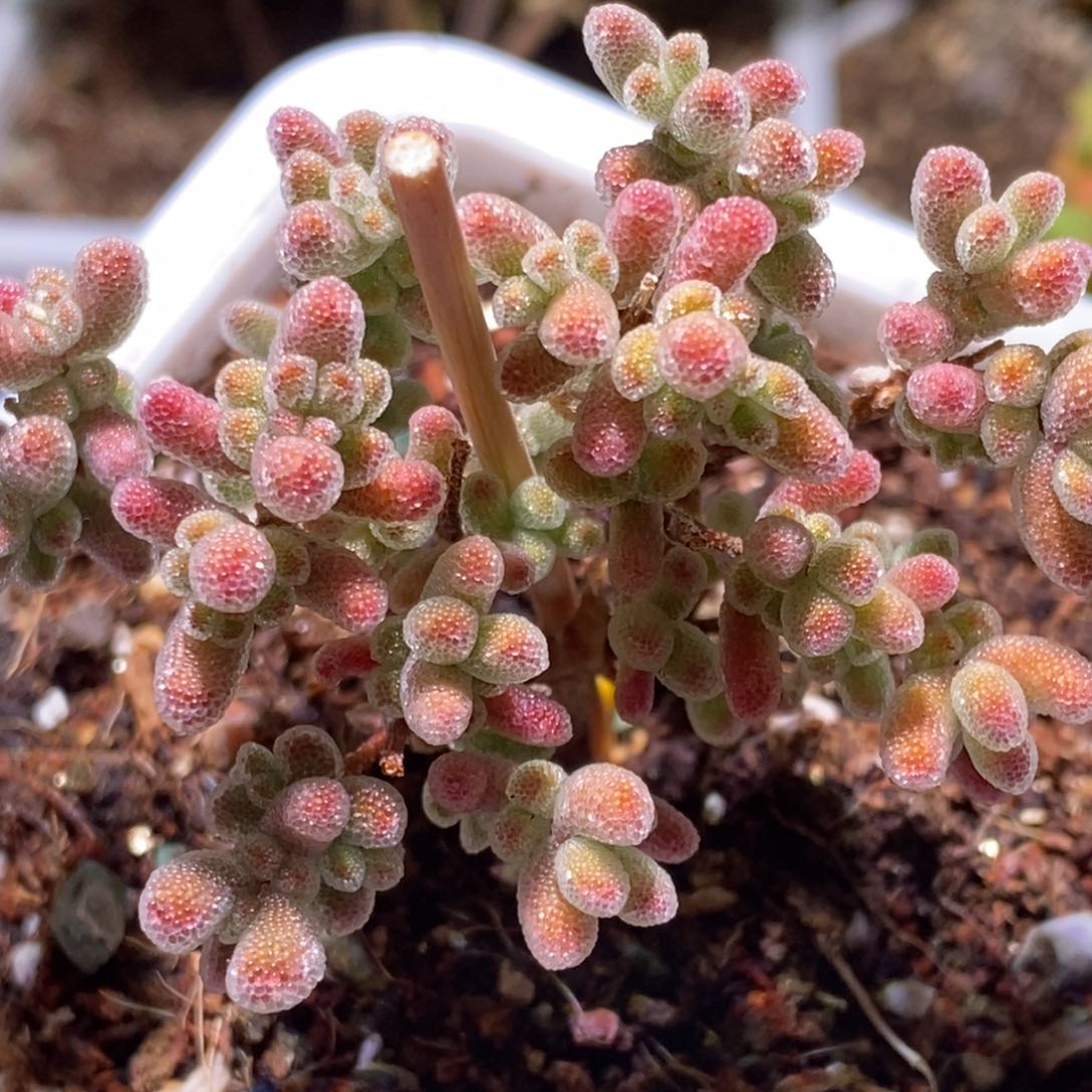 冰晶枝干番杏红色个体G179