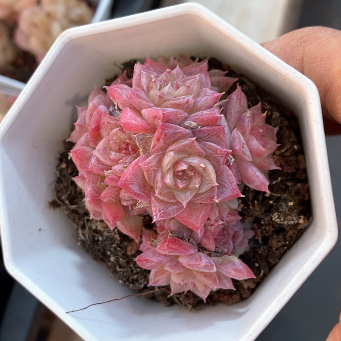 精品多肉一物一拆不包整712