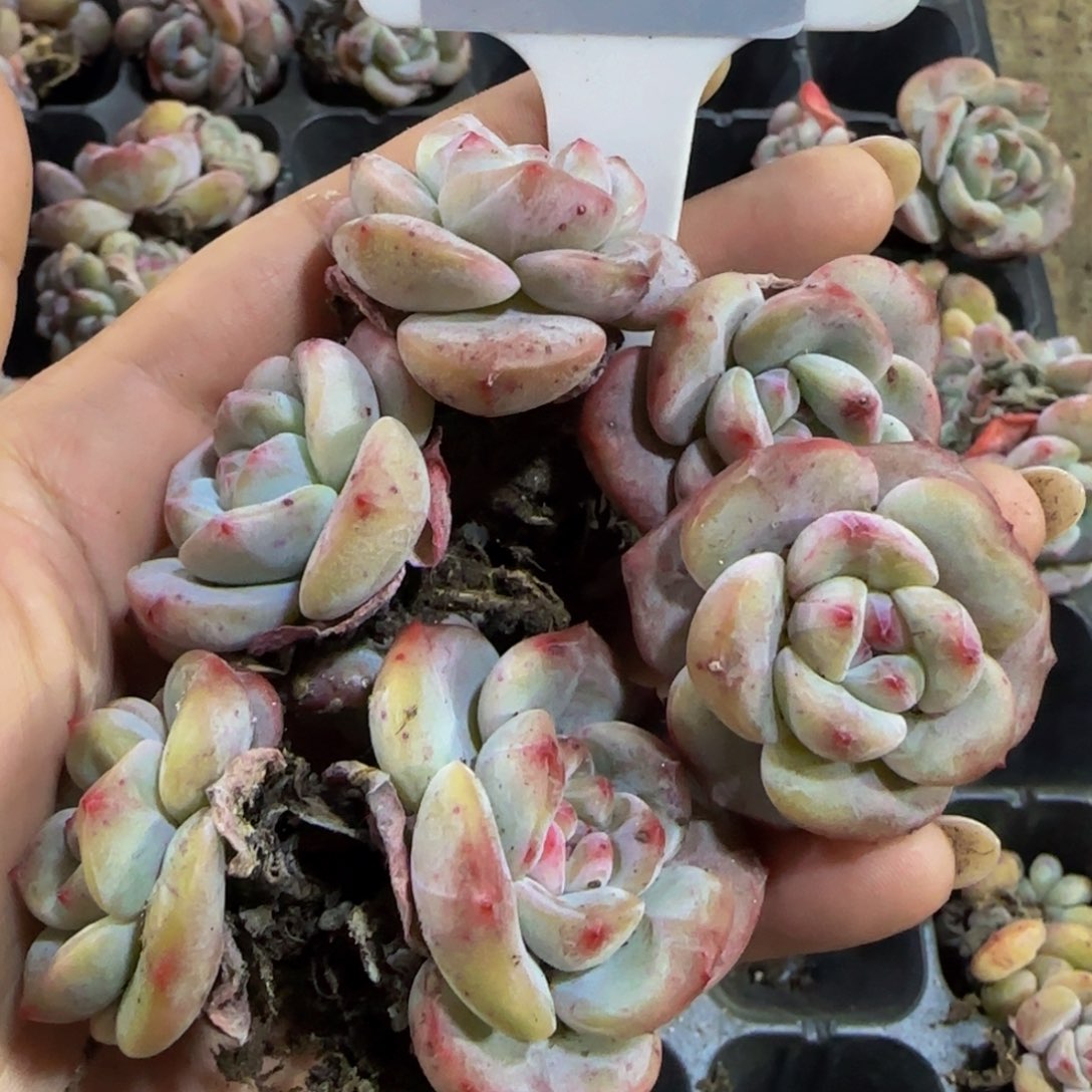 223 号一物一拍特价福利