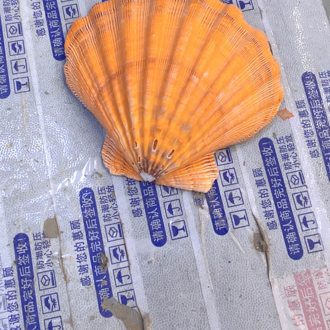 大理石磁石闪***子天然贝壳海螺批发零售