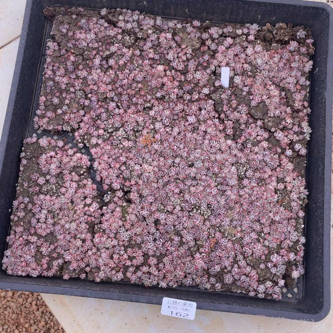 云糖心多肉植物162