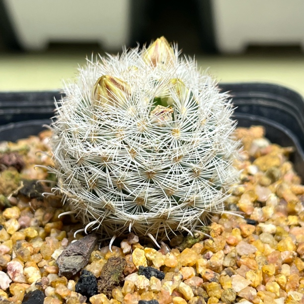 控养姬玉实生母本仙人球