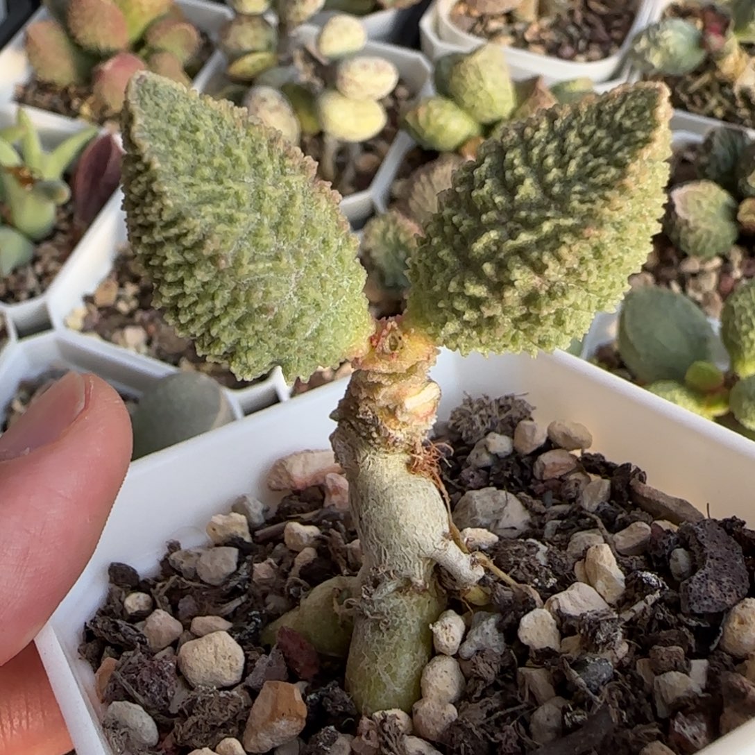 花城水泡多肉植物