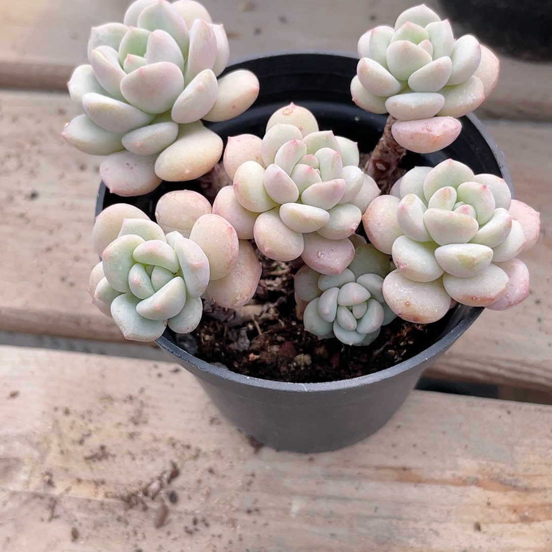 2503  原始泡泡糖 六月六