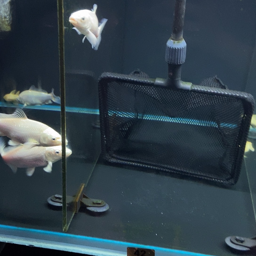 原***我蝴蝶鲤鱼42号白色蝴蝶鲤一条