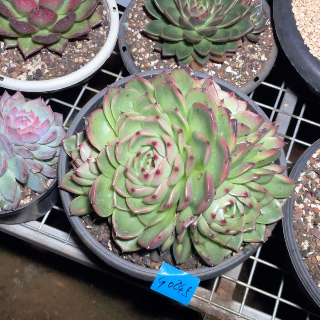 北***妞多肉植物多肉植物0245