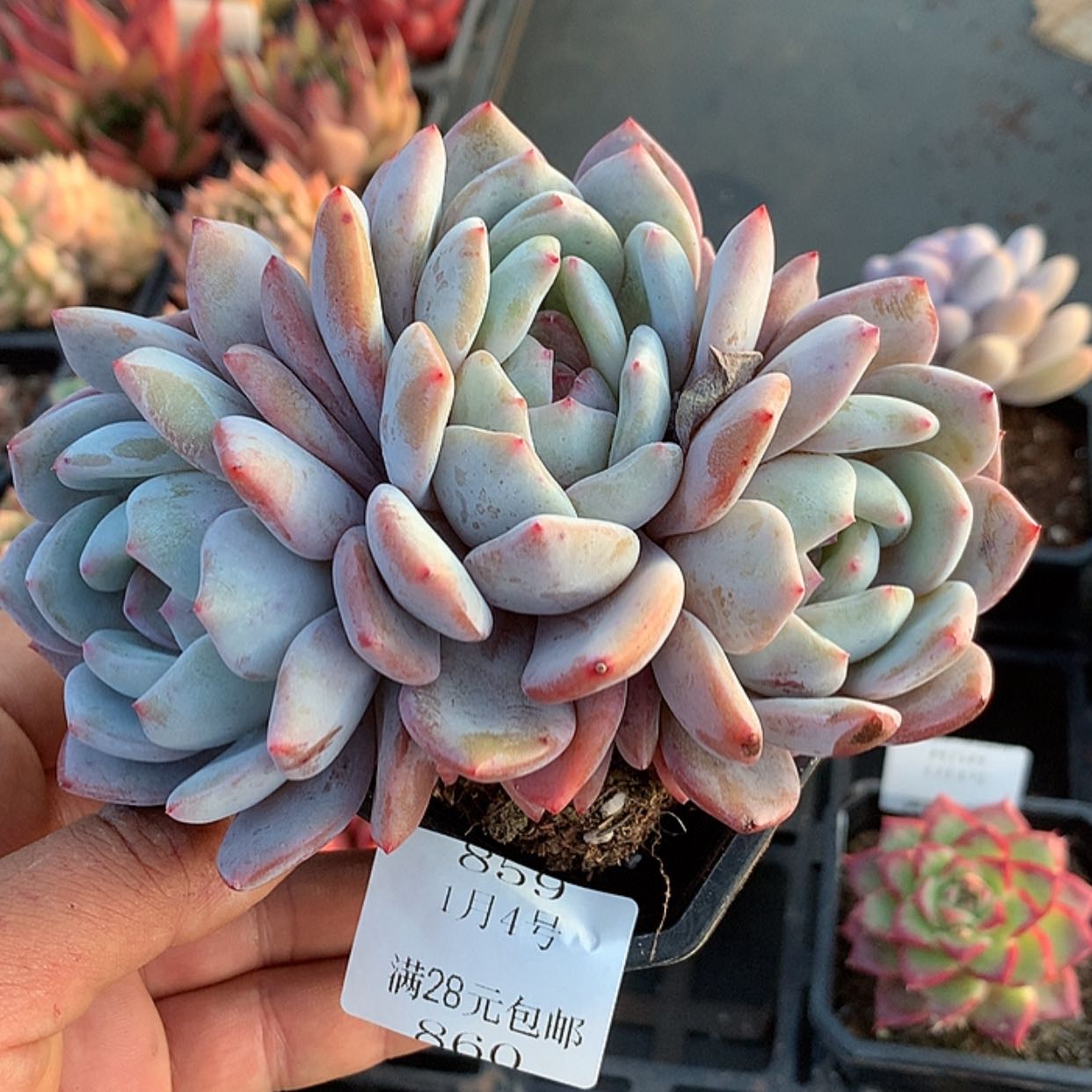 【闪购商品】云860号橙梦露13厘米