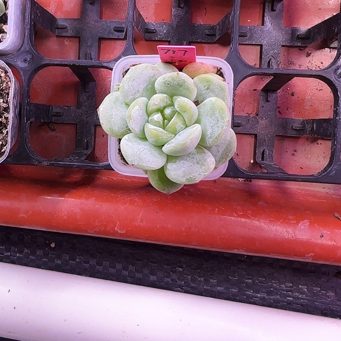 717 盆一个满25包邮