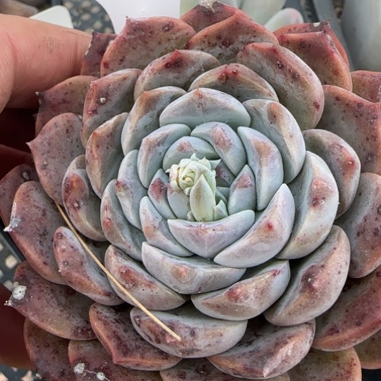 164冰魄一物一拍多肉