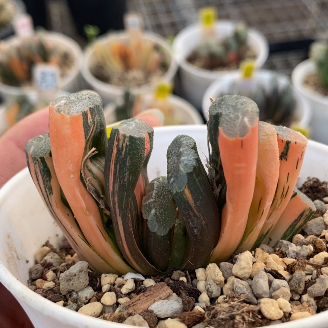 438赤斑玉扇锦一物一拍