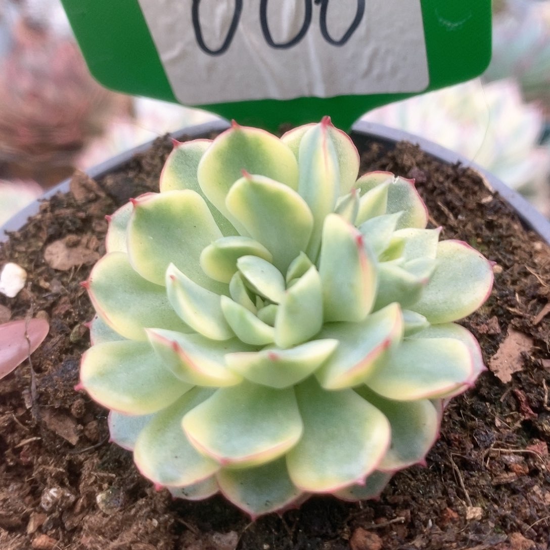 006黄覆轮梦幻玫瑰锦