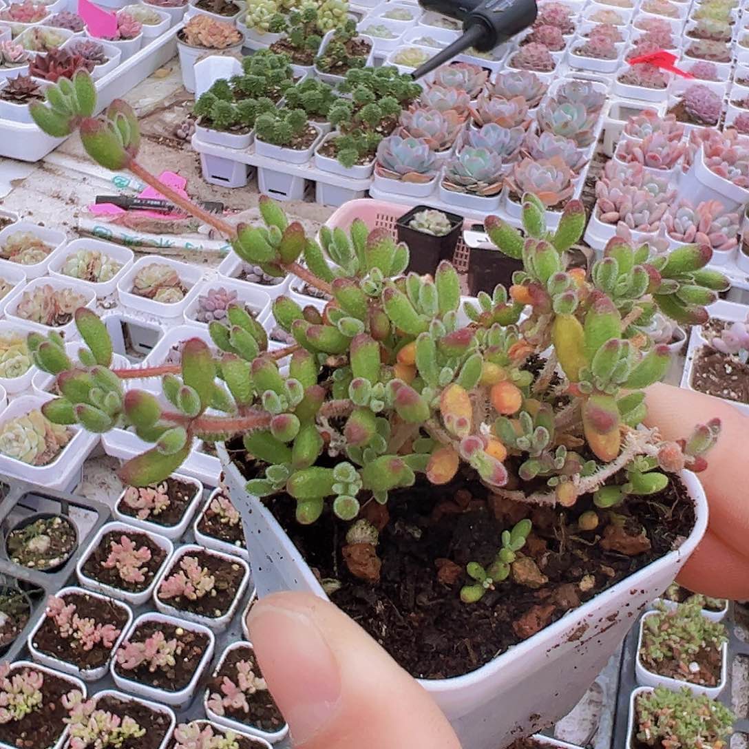 红宝石枝干19包邮多肉植物