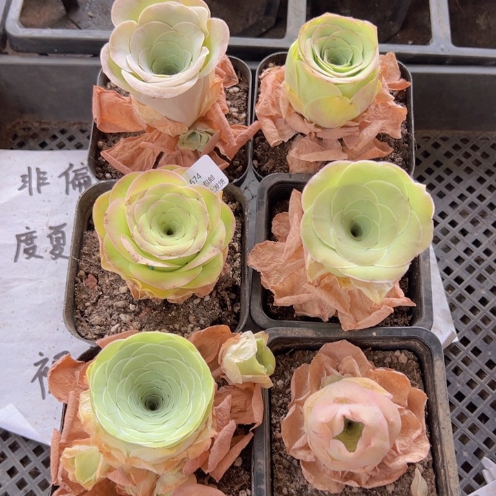 674 裸根不带土发货不包损
