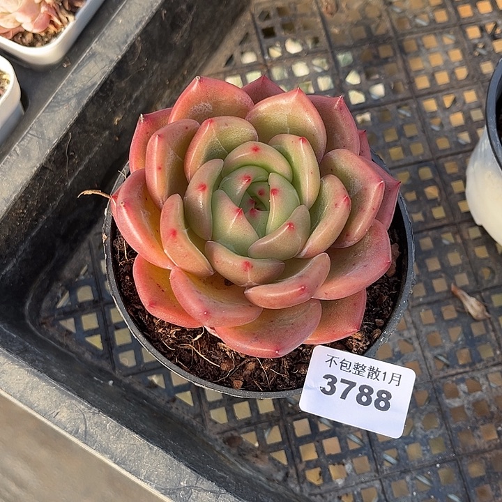 阿雅园艺。      3788Q橙