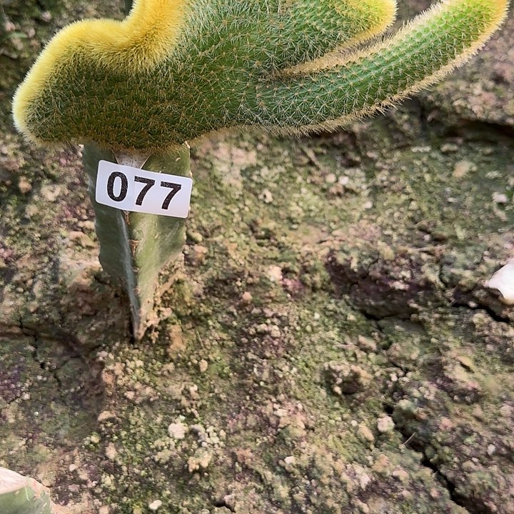 前***明无花朵嫁接金妞缀077