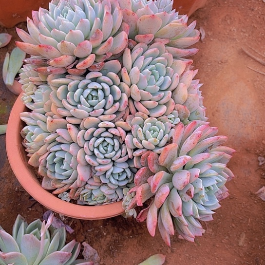 多肉植物。。。。。。。。。。。。。。。