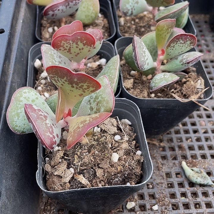 爱心水泡带盆土发