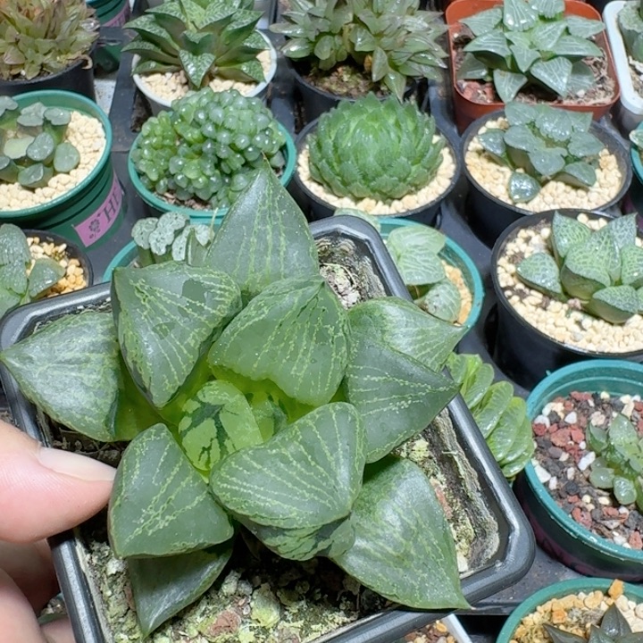 十二卷玉露大颗裹斑诺