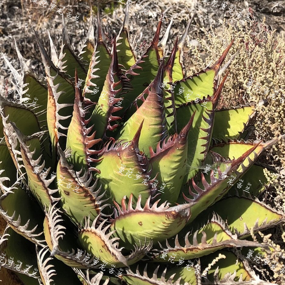 煞威原始品种龙舌兰Agaveshawiissp.shawii籽播实生植物小亚苗