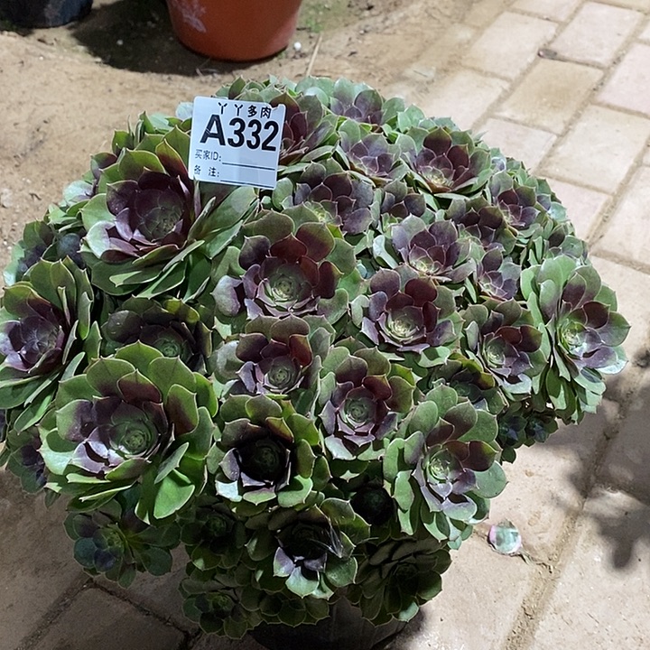 瓦***人万圣节法师多肉植物332000000