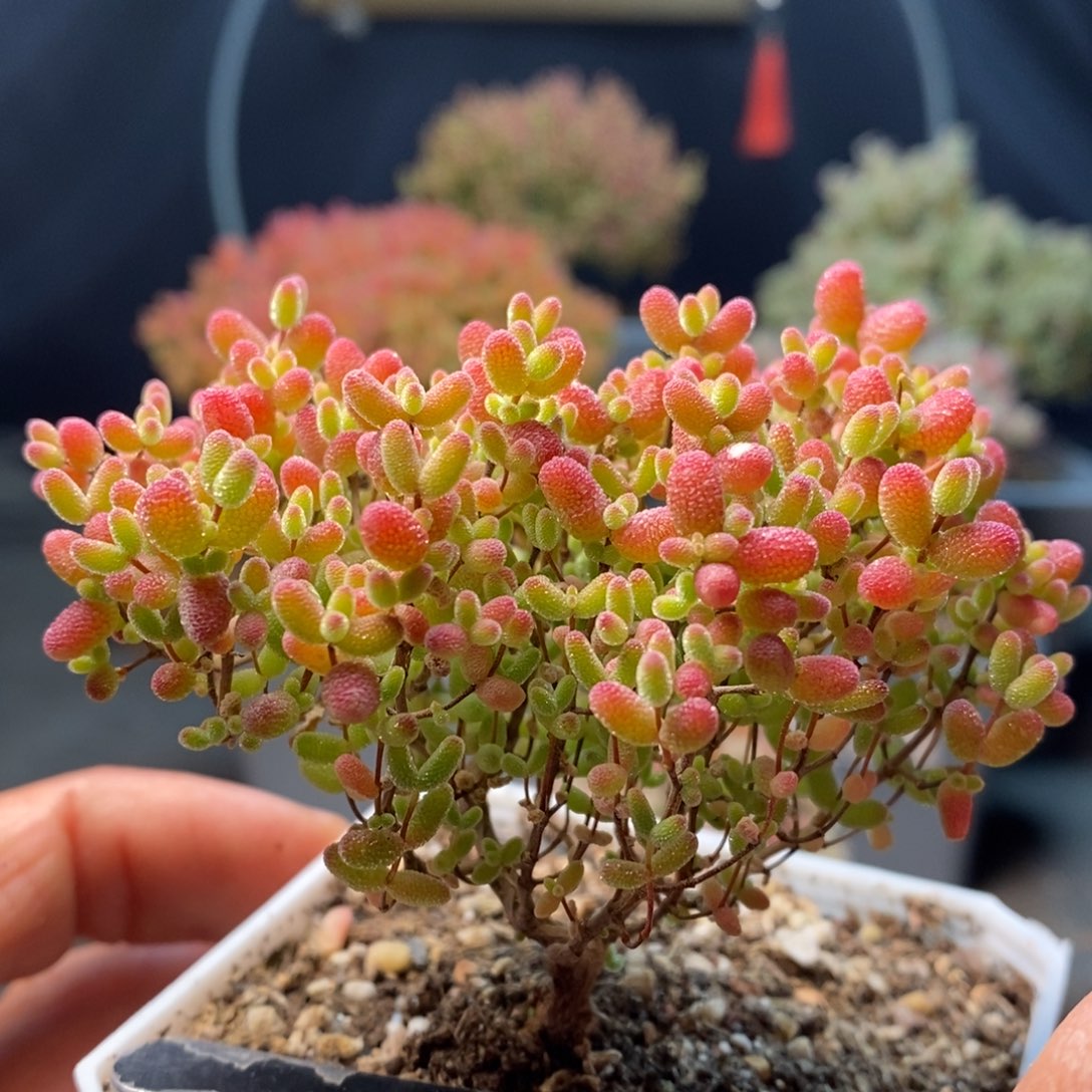 621蜜橘糖球，年后发货