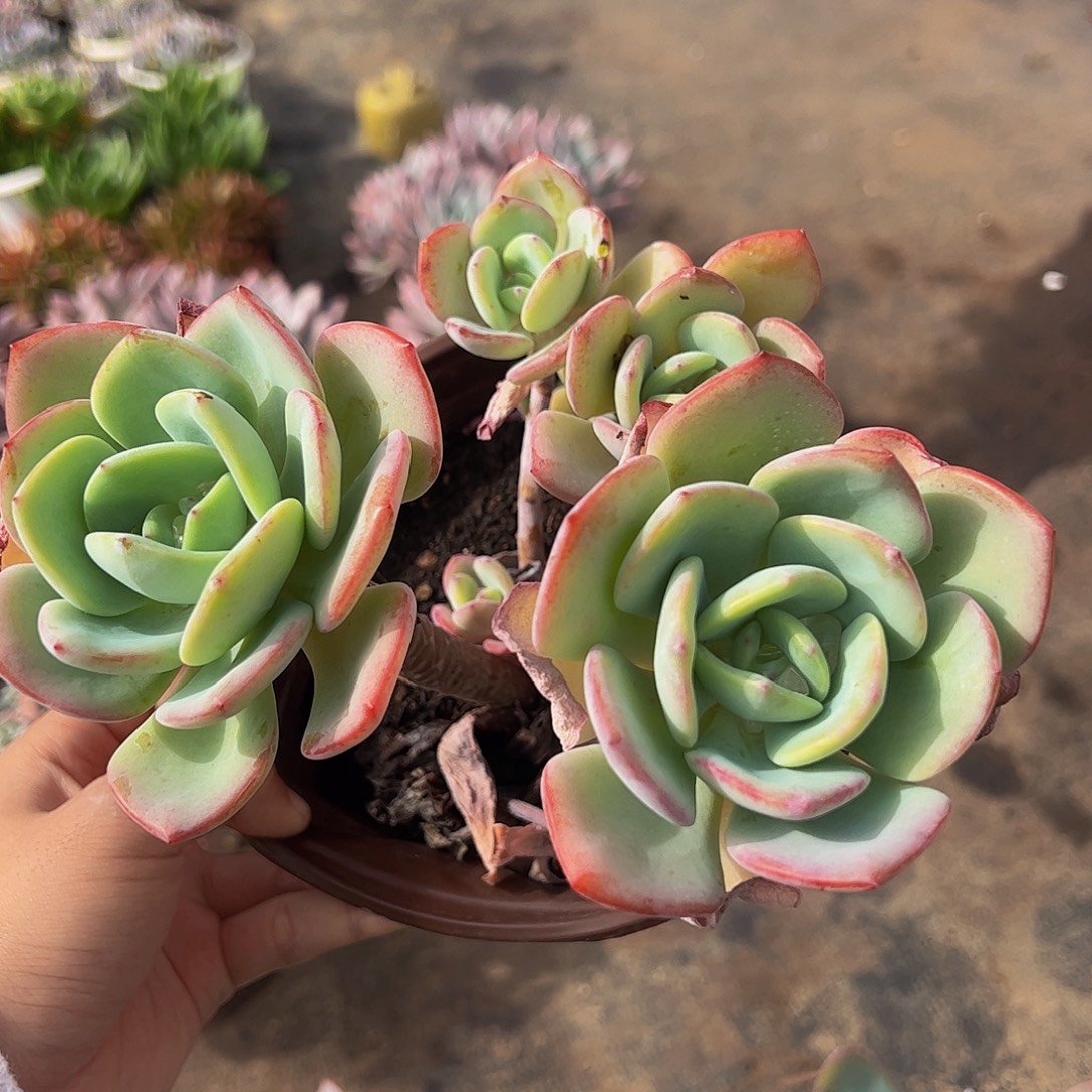 白月光多头造型精品特价