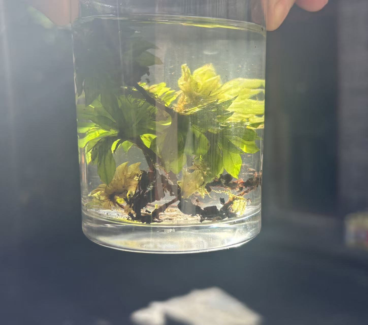 A【回-X-草】净含量：100-250g 菌