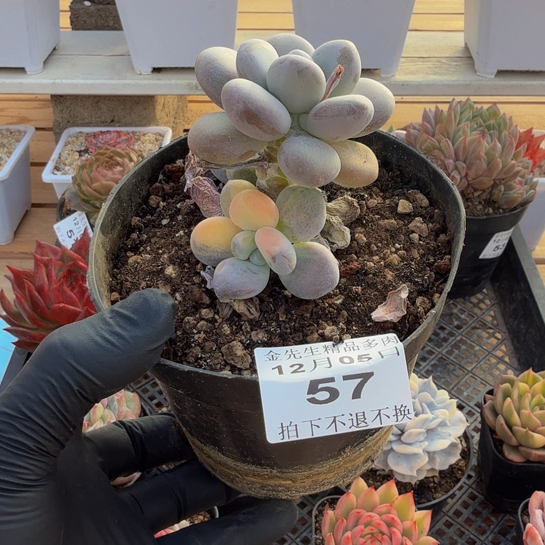 1205-57大叶美人锦