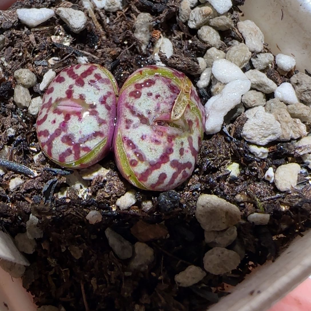 肉锥多肉植物百科-wc霓虹134