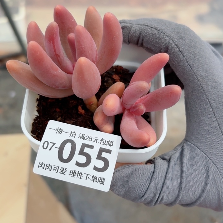 红手指多肉植物多肉植物