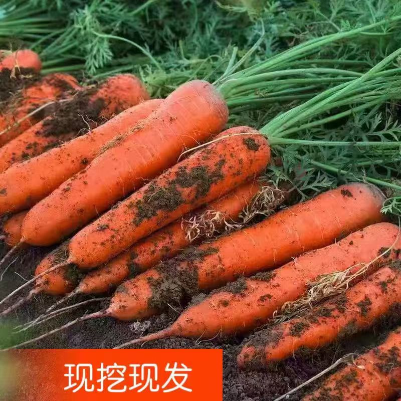 2025年新鲜胡萝卜脆甜可口现挖现发农家传统种植带箱5/9斤