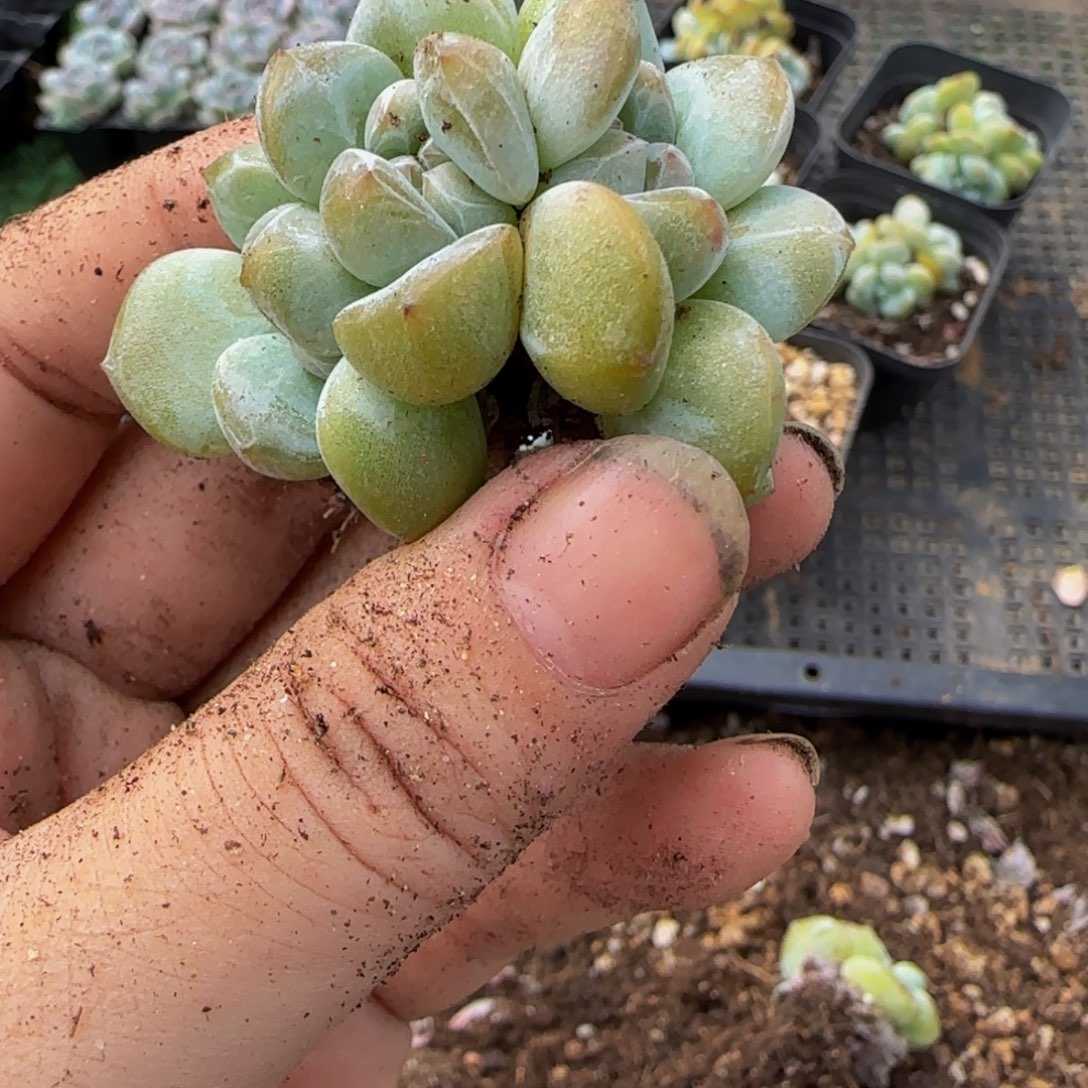 软***糖225号一物一拍特价福利