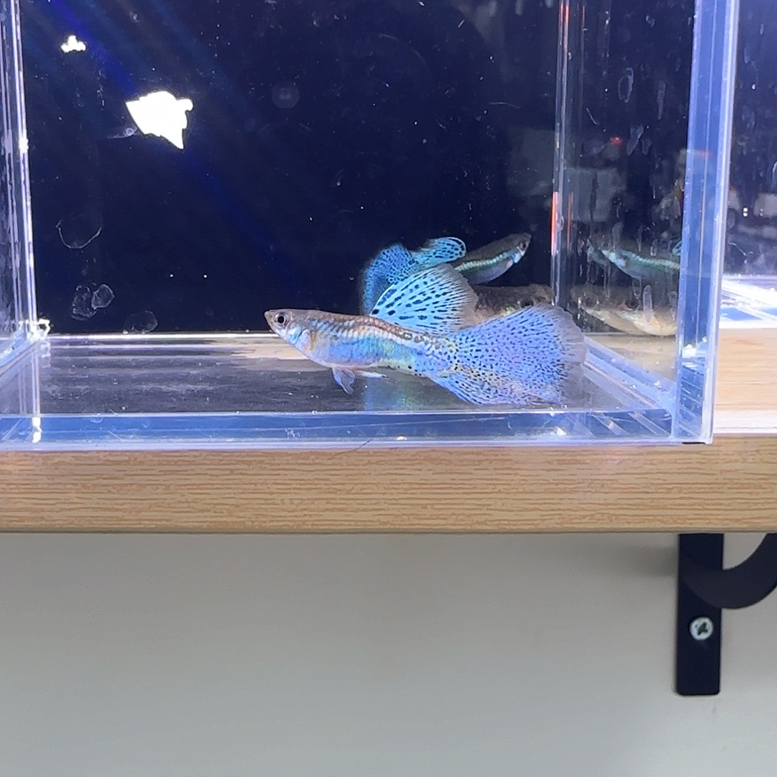 海水鱼蓝草孔雀鱼