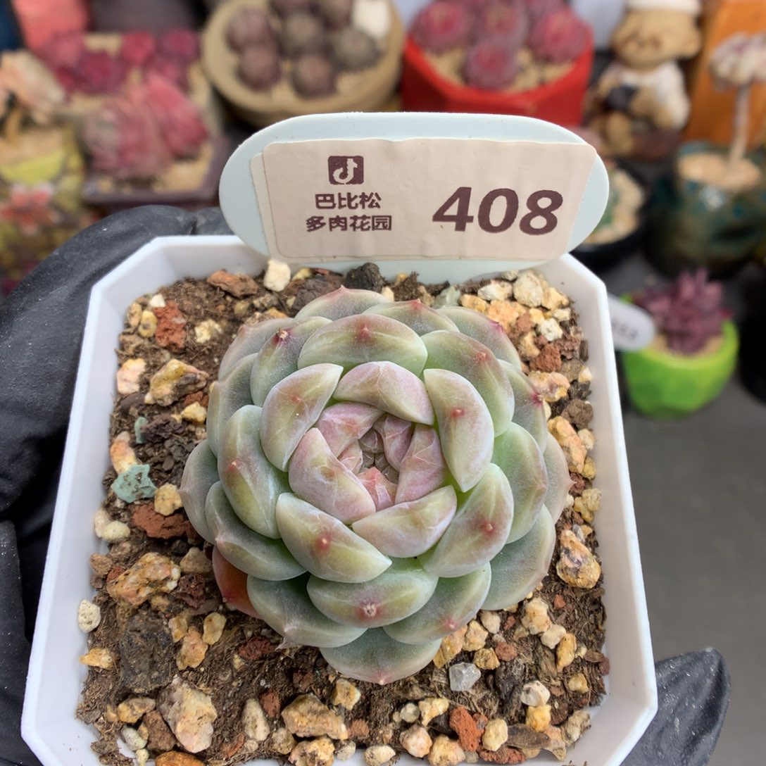 408 渐变翡翠绿冰魄