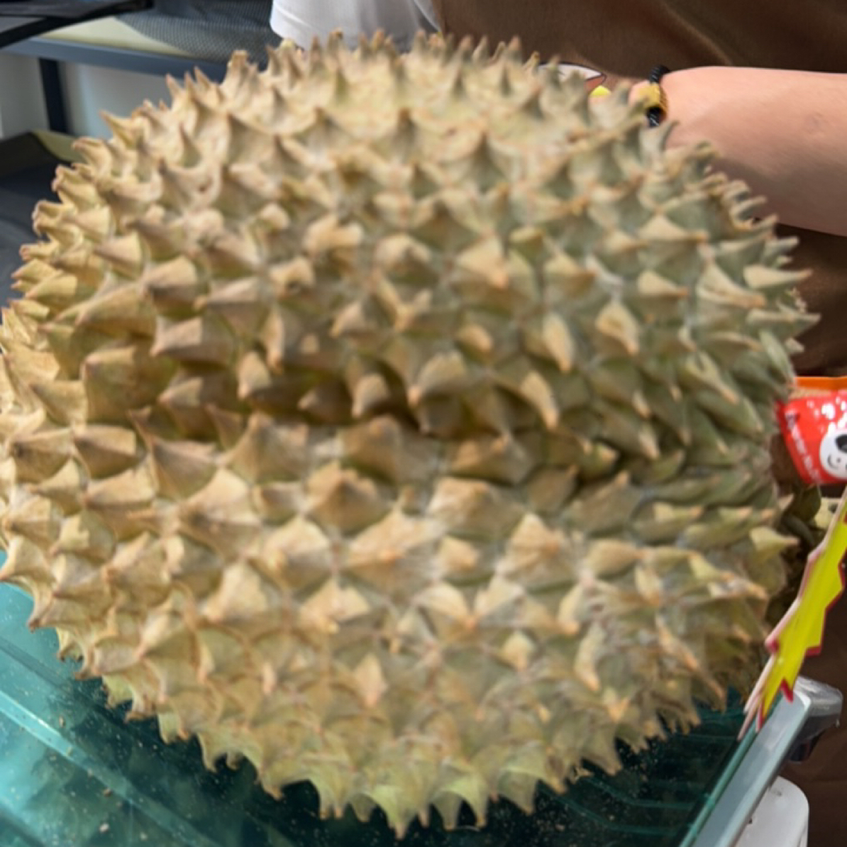 泰国金枕榴莲金枕泰国