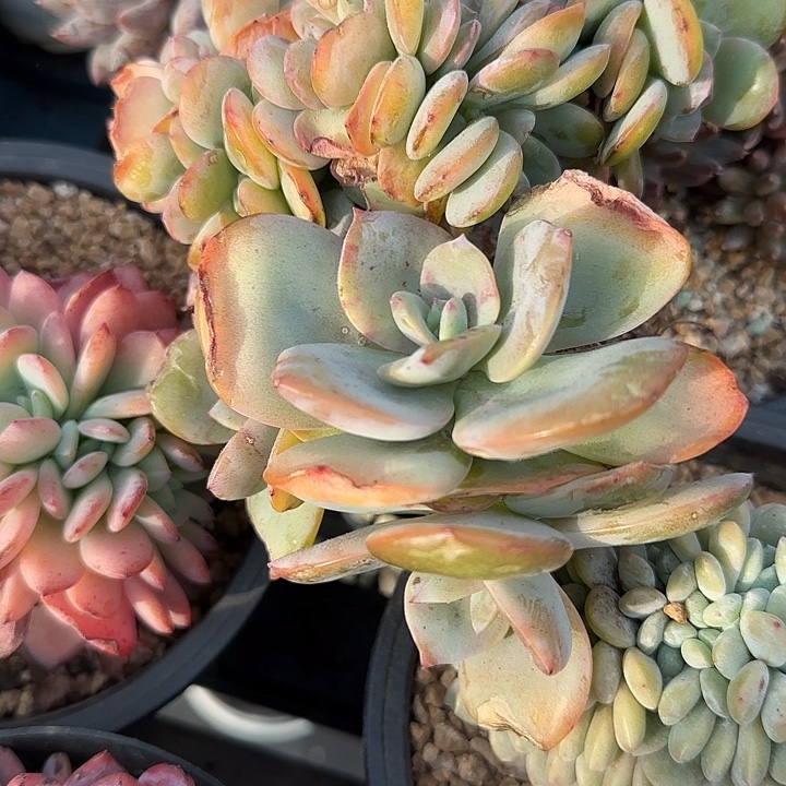 馨***青蛙王子儿童牙膏11