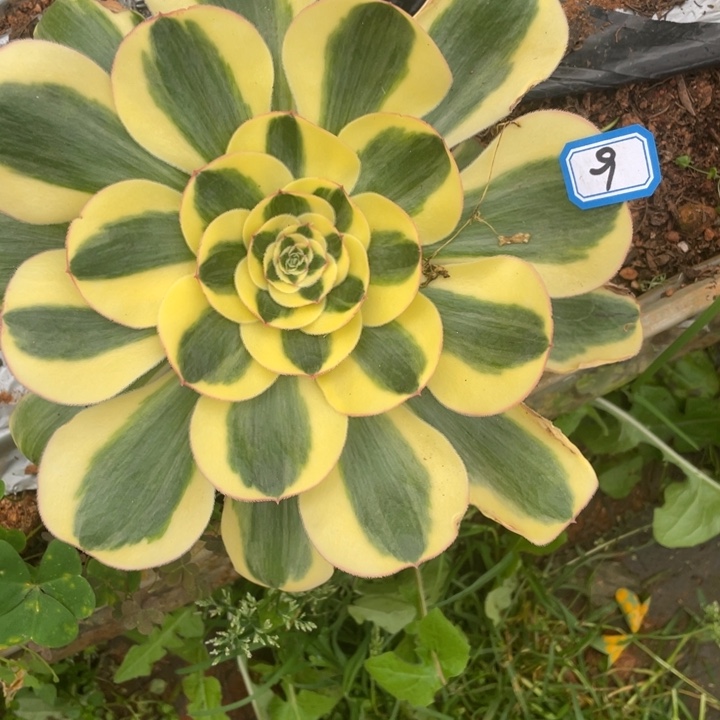 9王菲君美丽法师锦锦