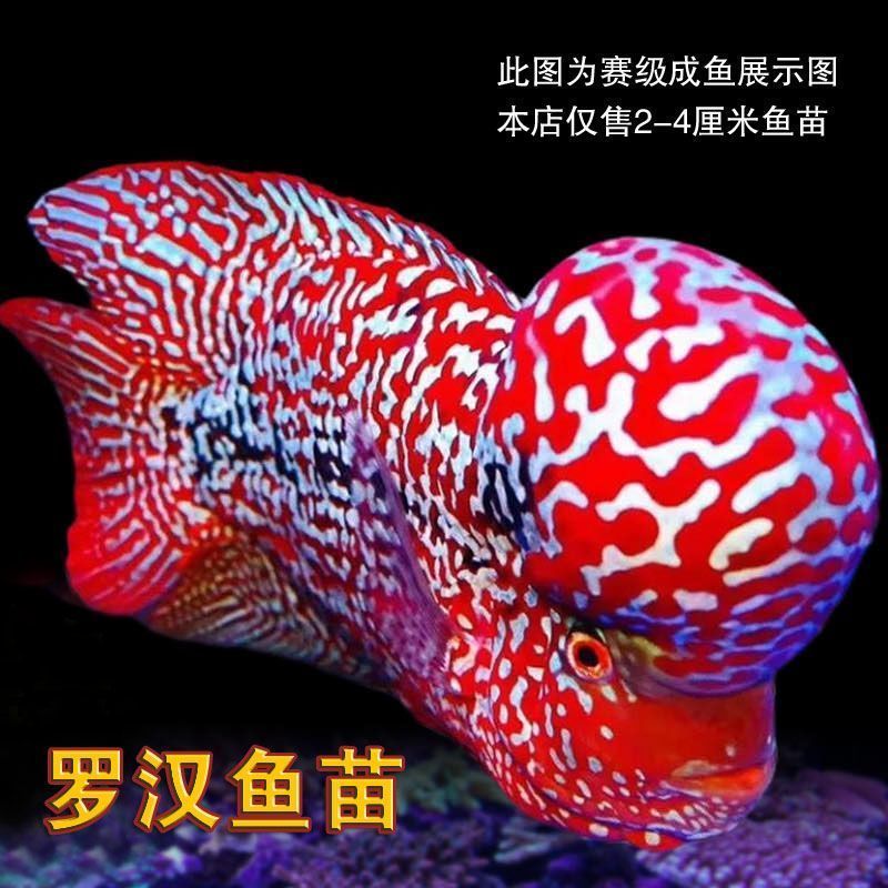 泰国东泰进口罗汉鱼苗起头金花火凤凰